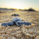 Baby Turtle Sunrise