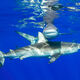 Friendly Galapagos Sharks