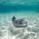 Tahiti Stingray