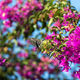 Butterfly on Bougainvillea