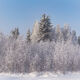 Alaska Winter Wonderland