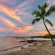 Sunrise Kona Palm Tree 