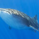 Kona Whale Shark