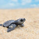 Turtle Gumption