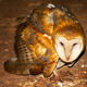 White Barn Owl Scowl