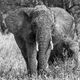 The Matriarch