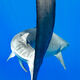 Tiger Shark Tail