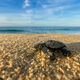 Lil Turtle Stare