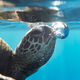 North Shore Bubble Turtle