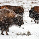 Snowy Buffalo