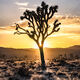 Joshua Sun Flare
