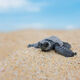 Turtle Cuteness