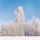 Forest of Ice