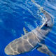 Surfacing Galapagos Shark