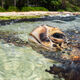 Keiki Turtle