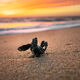 Turning Baby Turtle