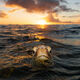 Golden Turtle Sunset