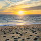 Tons of Turtles