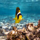 Happy Butterfly Fish