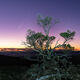 Atlas Comet for Sunrise
