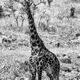Black Giraffe Stare
