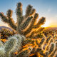 Cactus Flare