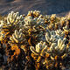 Cactus Pride