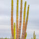 Crazy Color Cactus