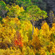 Distant Autumn 