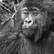 Gangsta Gorilla