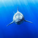 Great White Smile