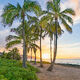 Haleiwa Palm Tree Sunset