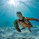 See the Light Turtle