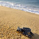 Seeing Clear Turtle