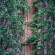 Protected Sequoia