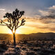 Sun Flare Joshua Tree