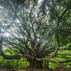 The Blessing Tree