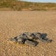Turtle Friends