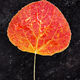 Autumn Leaf