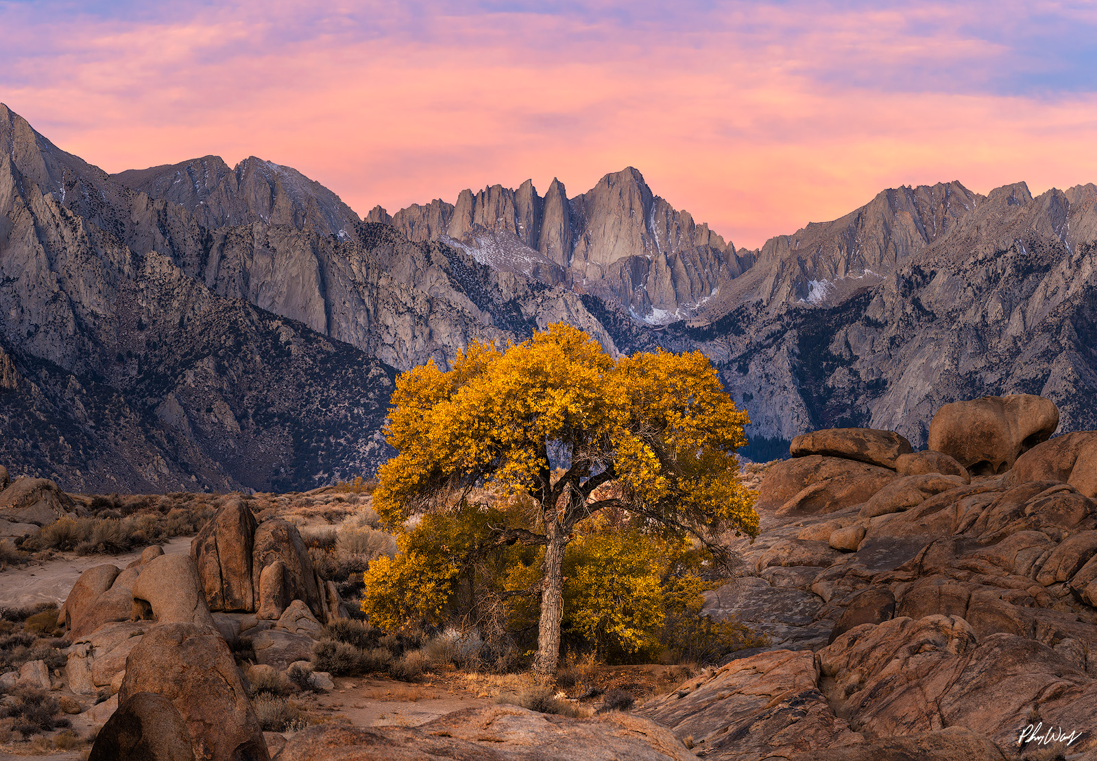 Mt. Whitney Fall Sunrise Golden aspen tree glowing at sunrise beneath Mount Whitney in the Eastern Sierra of California.