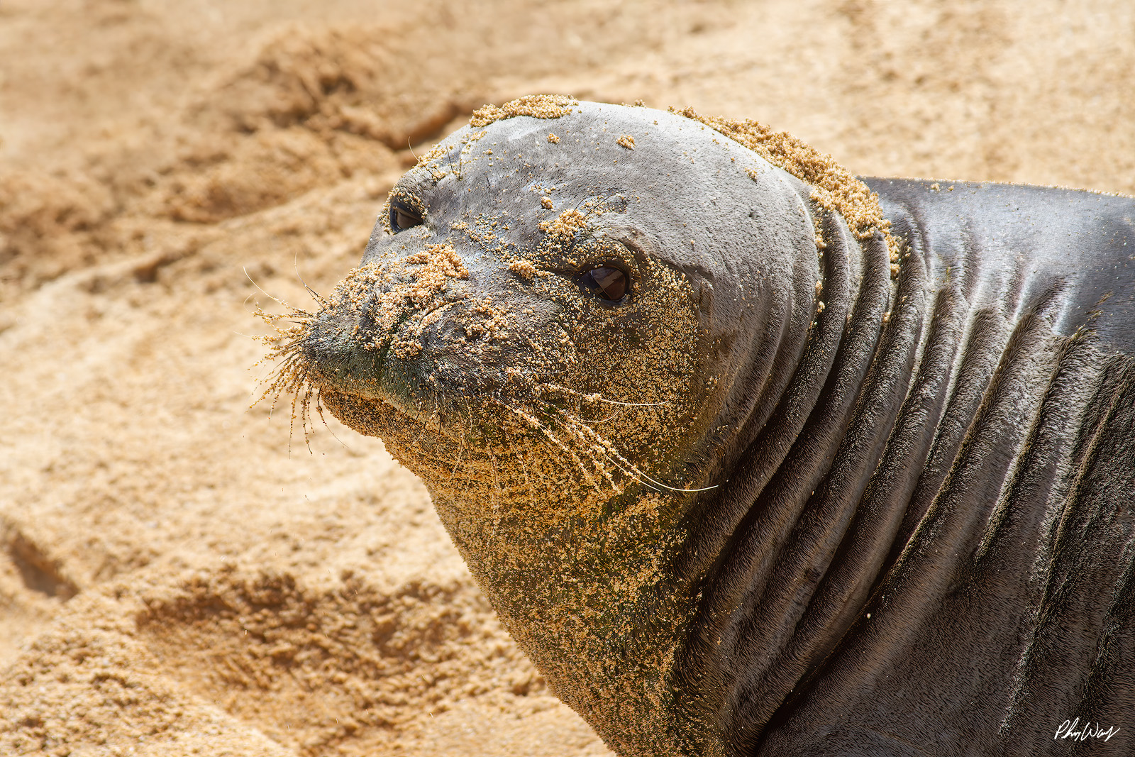 Sandy Monk Seal Close up photograph of a Hawaiian monk seal covered in sand resting on a beach on the Big Island of Hawaii.
