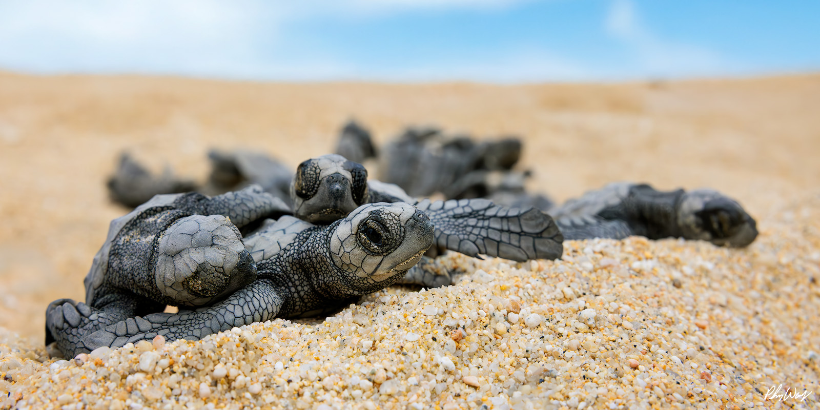 Opening Eyes Baby sea turtles resting on sandy beach with one hatchling lifting its head and eyes open.