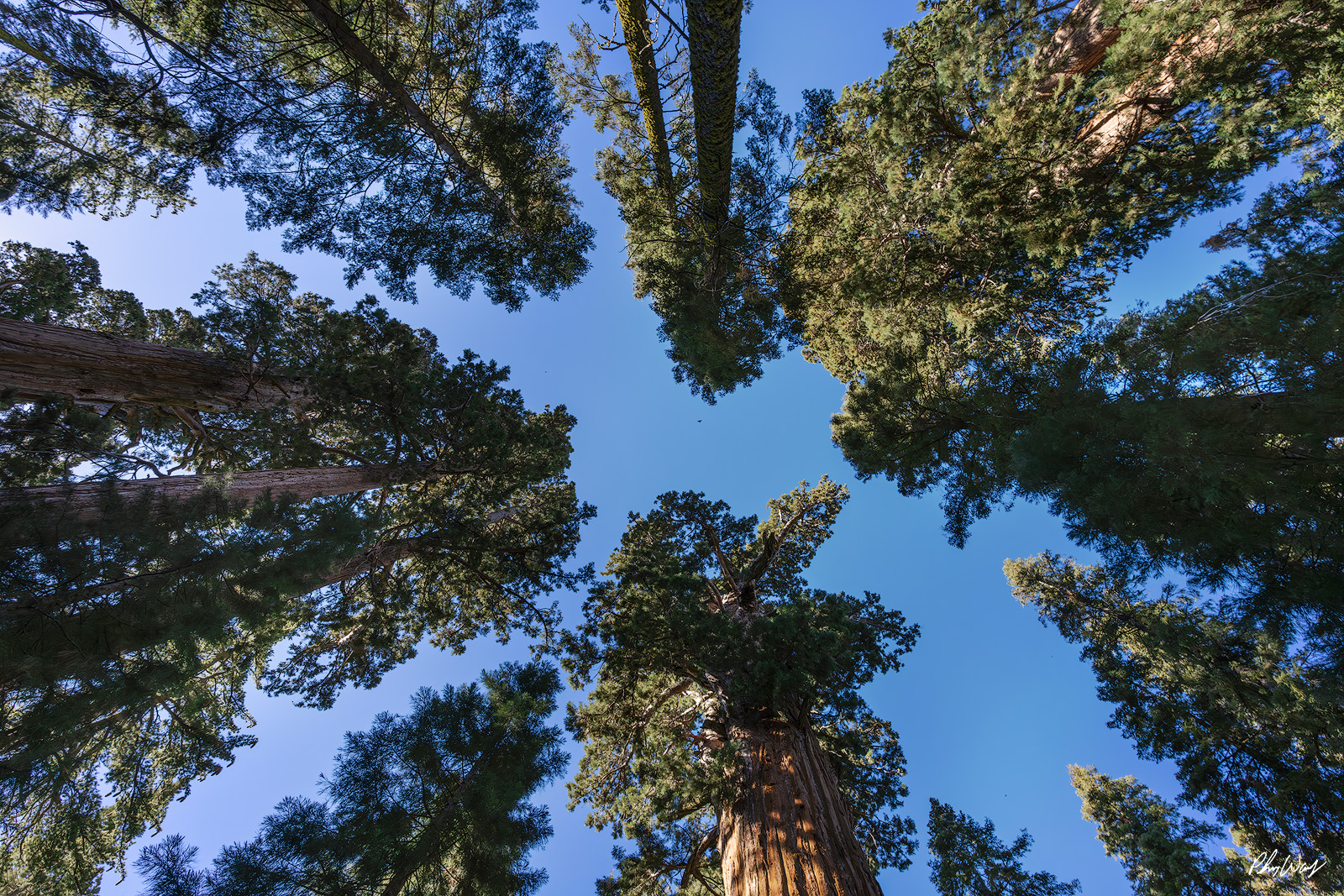 Swaying Sequioas Upward view of towering giant sequoia trees against a clear blue sky in Sequoia National Park, California.