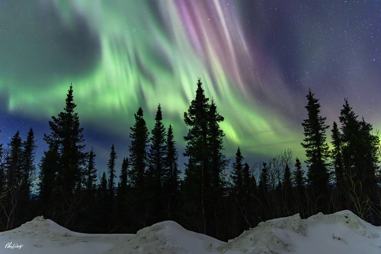 Grurple Lights Green and purple northern lights flowing above snow covered forest and silhouetted trees at night in the Brooks Range Arctic Circle Alaska.