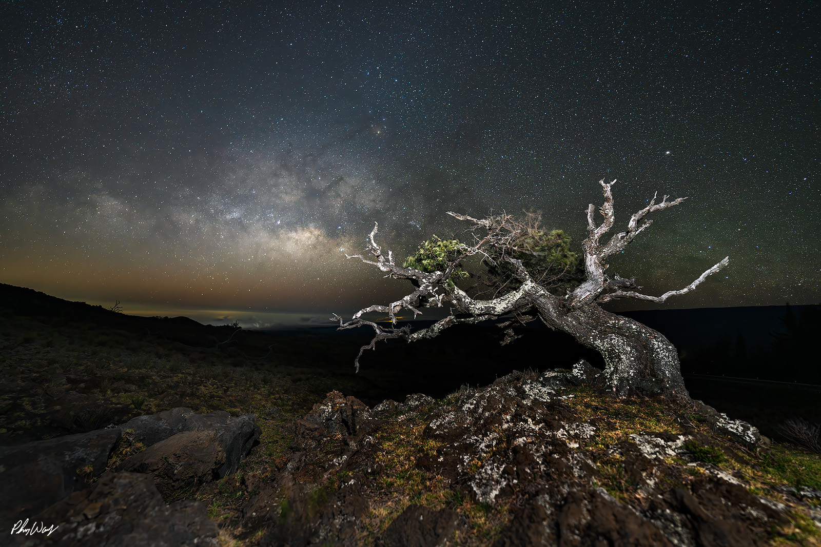 Mauna Kea Tree Stars Milky Way galaxy above a windswept alpine tree on Mauna Kea, Big Island of Hawaii at night.