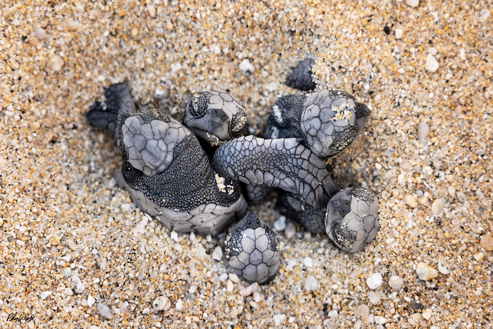 New Born Babies Group of baby sea turtles clustered together on sandy beach viewed from above.