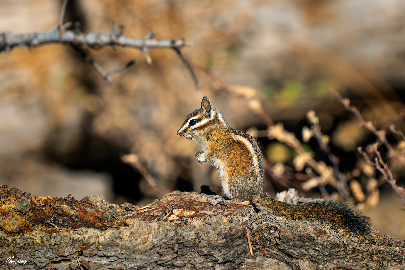 Chipmunk Check Out Chipmunk standing on a fallen log in Sequoia National Park, California.