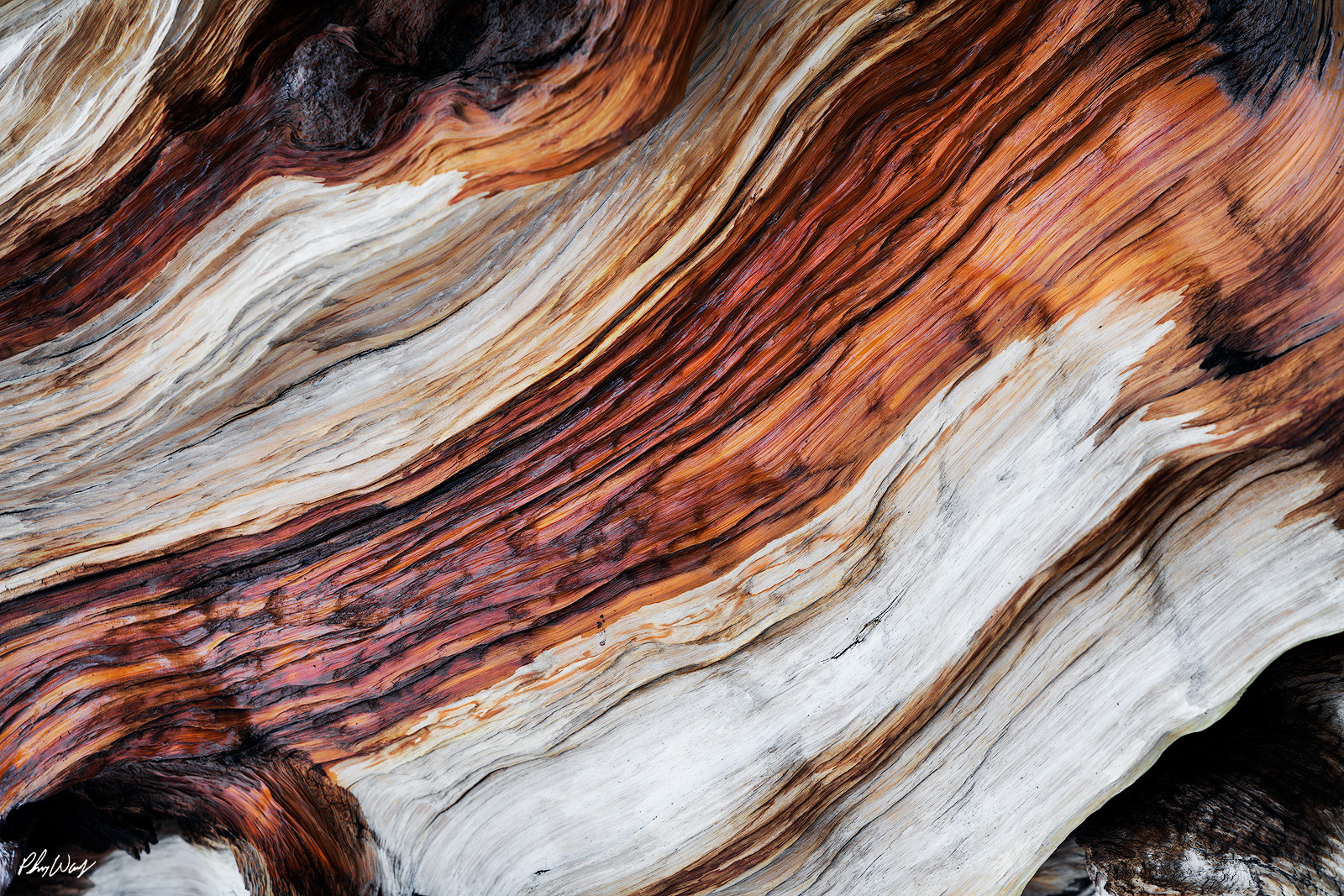 Bristlecone Close Up Abstract close up of weathered bristlecone pine wood grain in the Ancient Bristlecone Pine Forest, California.