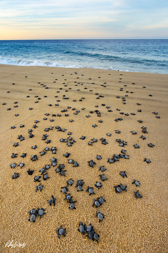 On the Move Many baby sea turtles moving across a sandy beach toward the ocean with waves in the background.