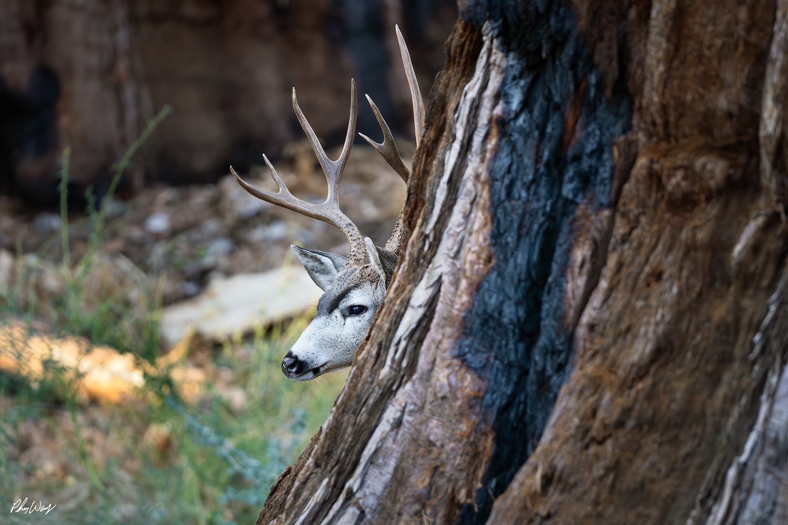 Cautious Deer Mule deer peeking from behind a tree in Yosemite Valley, California.